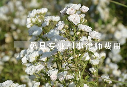 蠡县专业刑事律师费用 蠡县专业刑事律师费用