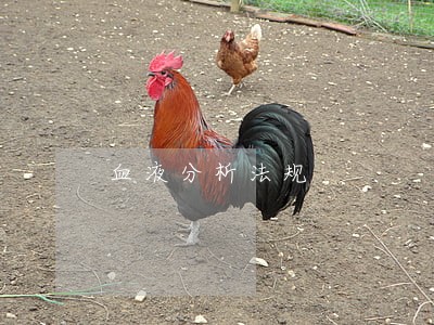 血液分析法规 血液分析法规