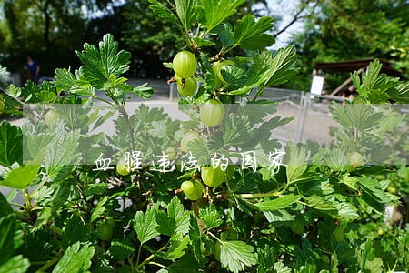 血腥违法的国家 血腥违法的国家