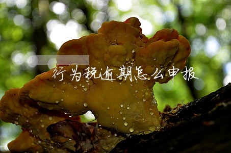 行为税逾期怎么申报 行为税逾期怎么申报