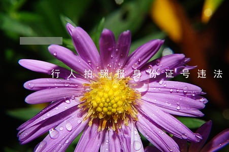 行人拍照报身份证号违法 行人拍照报身份证号违法