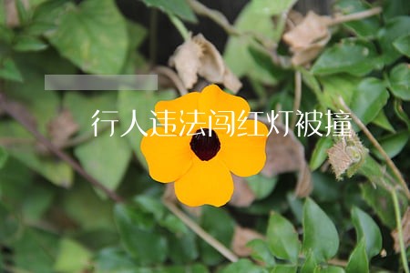 行人违法闯红灯被撞 行人违法闯红灯被撞