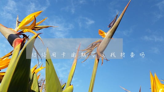行信用卡逾期可以找村委吗 行信用卡逾期可以找村委吗