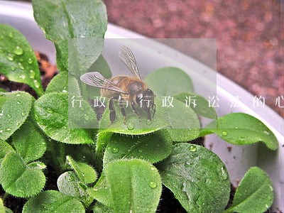行政与行政诉讼法的心得体会