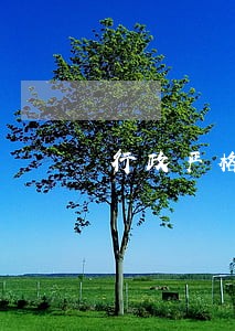 行政严格监管理 行政严格监管理