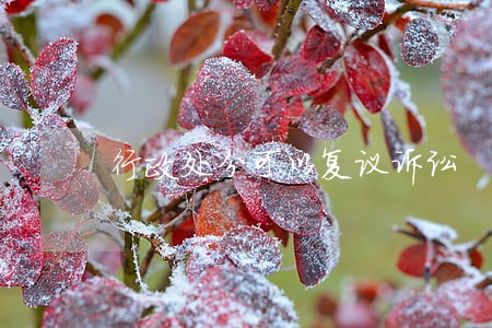 行政处分可以复议诉讼