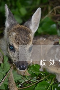 行政处罚复议和诉讼时间 行政处罚复议和诉讼时间