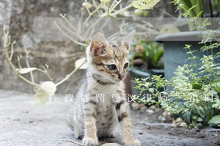 行政处罚复议律师一小时多少钱