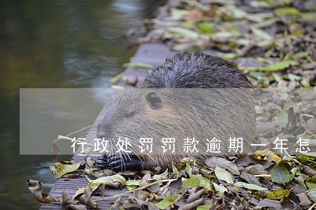 行政处罚罚款逾期一年怎么办
