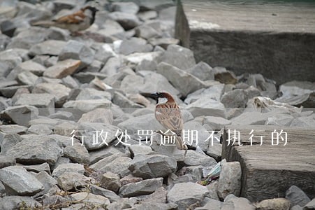 行政处罚逾期不执行的 行政处罚逾期不执行的