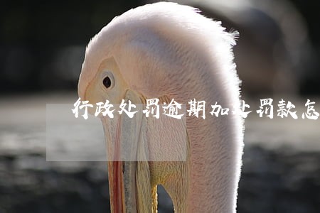 行政处罚逾期加处罚款怎么办 行政处罚逾期加处罚款怎么办