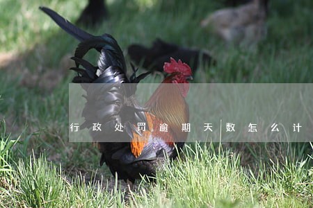 行政处罚逾期天数怎么计算 行政处罚逾期天数怎么计算