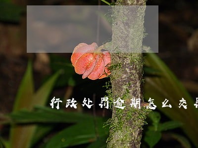 行政处罚逾期怎么交罚款 行政处罚逾期怎么交罚款