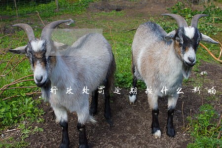 行政处罚逾期按什么影响 行政处罚逾期按什么影响