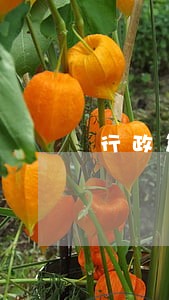 行政复议告知书违法 行政复议告知书违法
