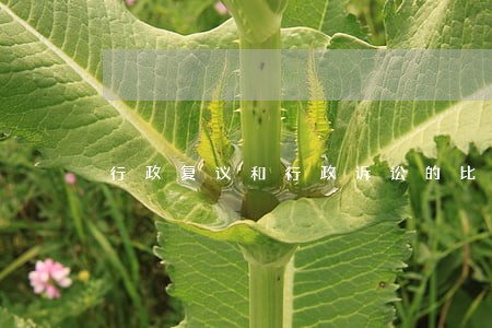 行政复议和行政诉讼的比较