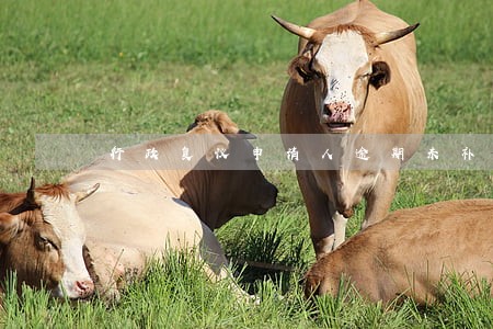 行政复议申请人逾期未补正材料 行政复议申请人逾期未补正材料