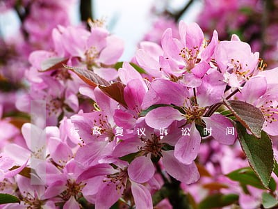 行政复议诉讼时间 行政复议诉讼时间