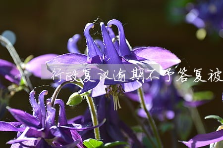 行政复议逾期不予答复被告 行政复议逾期不予答复被告