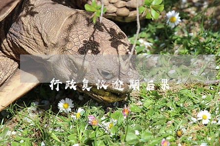 行政复议逾期后果