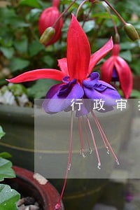 行政审批逾期审批整改报告 行政审批逾期审批整改报告