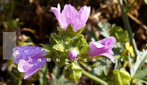 行政强制执行逾期没有申请 行政强制执行逾期没有申请