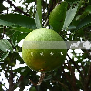 行政扫黑除恶重点人群 行政扫黑除恶重点人群