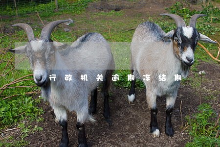 行政机关逾期冻结期 行政机关逾期冻结期