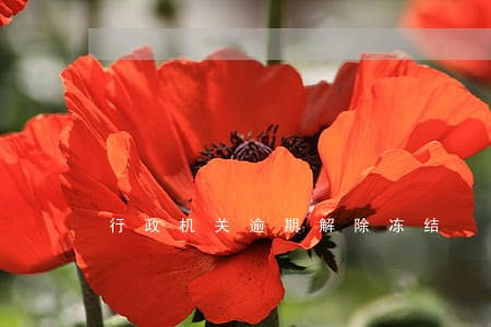 行政机关逾期解除冻结 行政机关逾期解除冻结
