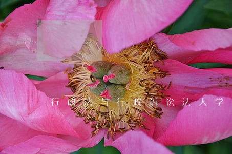 行政法与行政诉讼法大学网 行政法与行政诉讼法大学网