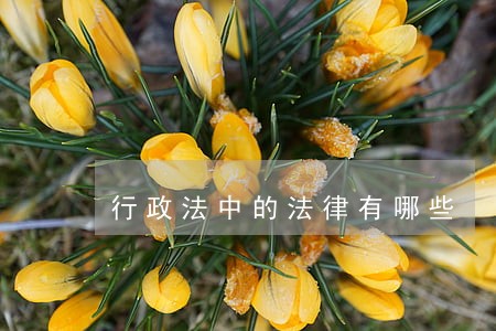 行政法中的法律有哪些 行政法中的法律有哪些