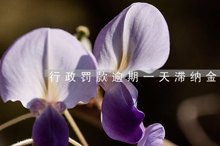 行政罚款逾期一天滞纳金