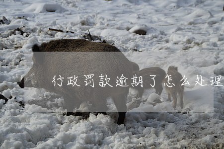 行政罚款逾期了怎么处理 行政罚款逾期了怎么处理