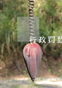 行政罚款逾期交滞纳金吗 行政罚款逾期交滞纳金吗