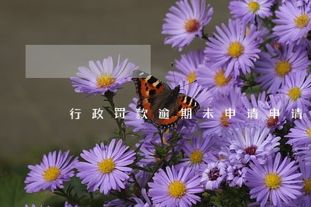 行政罚款逾期未申请申请执行的 行政罚款逾期未申请申请执行的