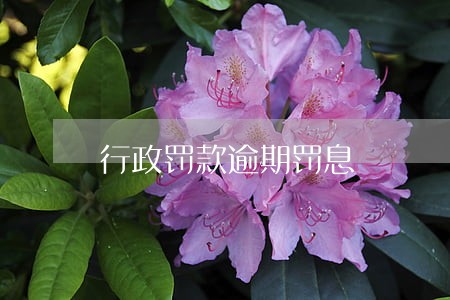 行政罚款逾期罚息 行政罚款逾期罚息
