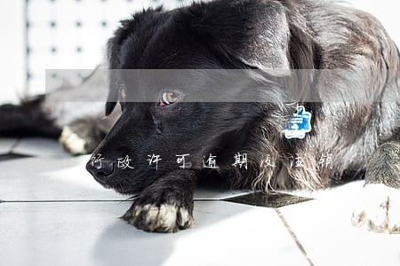 行政许可逾期没注销 行政许可逾期没注销