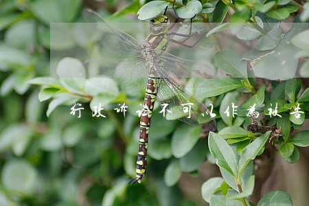 行政诉讼不可以作为被告的 行政诉讼不可以作为被告的