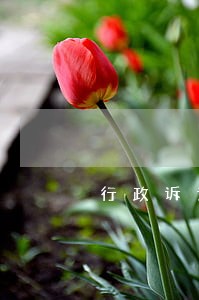 行政诉讼不服再审裁定怎么办 行政诉讼不服再审裁定怎么办