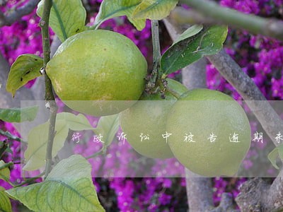 行政诉讼中被告逾期未提交证据 行政诉讼中被告逾期未提交证据