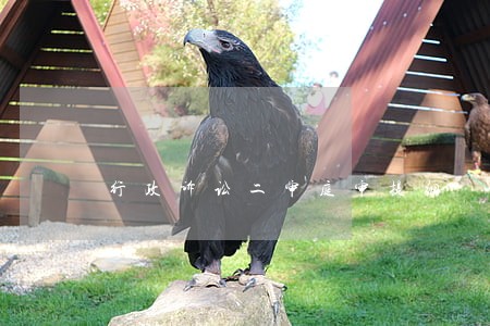 行政诉讼二审庭审提纲