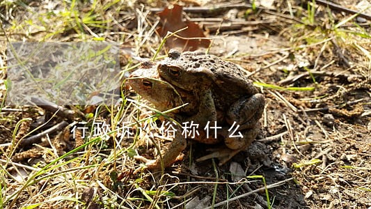 行政诉讼俗称什么 行政诉讼俗称什么