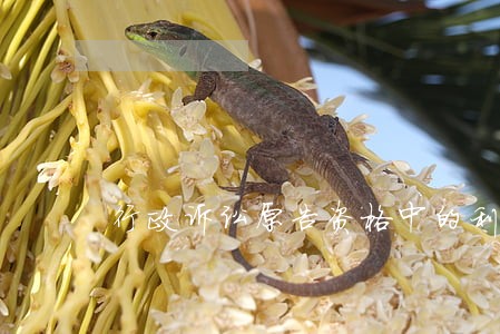 行政诉讼原告资格中的利害关系