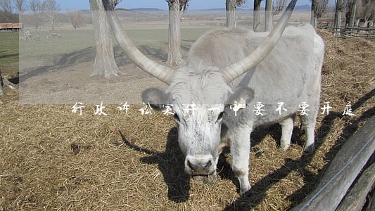 行政诉讼案件一审要不要开庭 行政诉讼案件一审要不要开庭