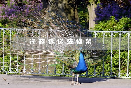 行政诉讼法框架 行政诉讼法框架