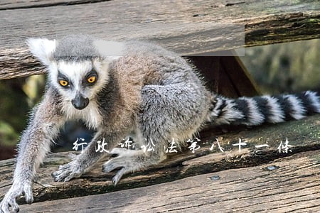行政诉讼法第八十一条 行政诉讼法第八十一条