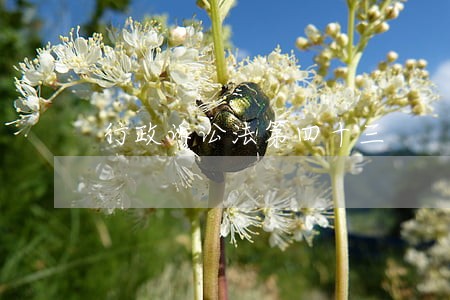 行政诉讼法第四十三 行政诉讼法第四十三