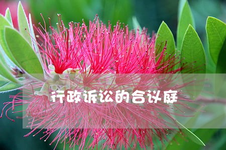 行政诉讼的合议庭