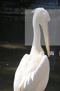 行政诉讼的性质 行政诉讼的性质