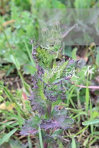 行政诉讼逾期不予立案 行政诉讼逾期不予立案